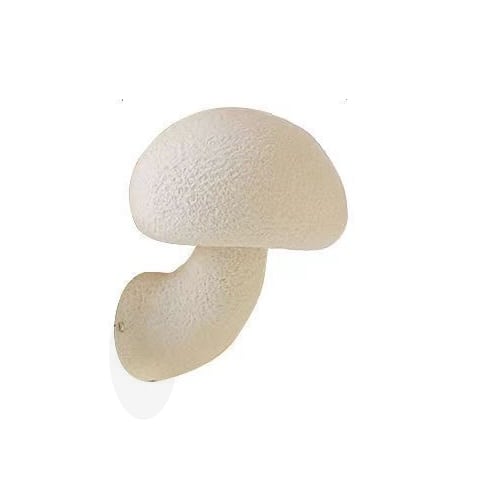 Mushroom Resin Sconce